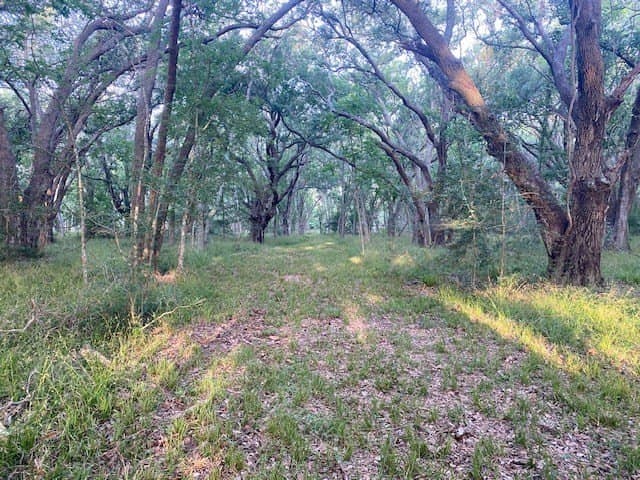 481.1 acres in Bay City County - photo 34