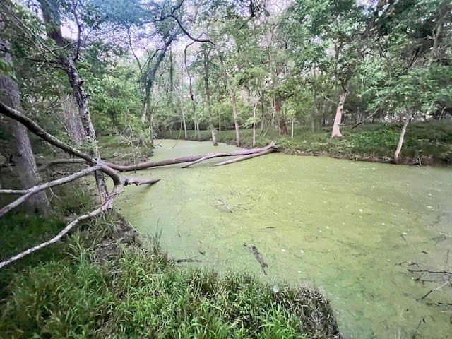 481.1 acres in Bay City County - photo 11