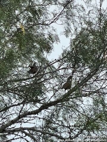 20 acres in Duval County gallery image 3