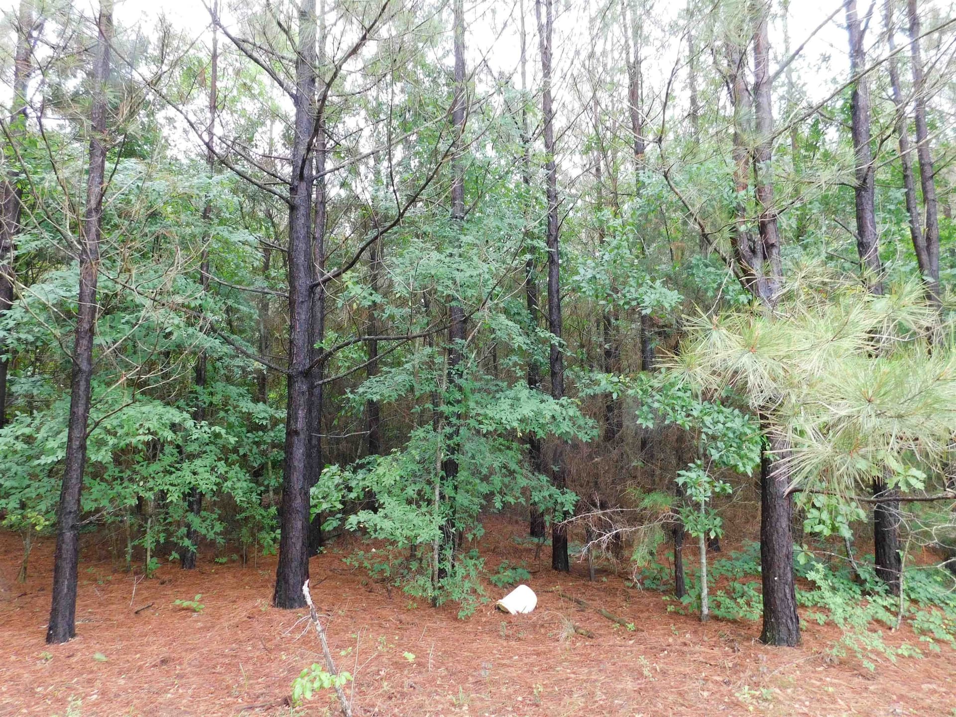 8 acres in Texas County