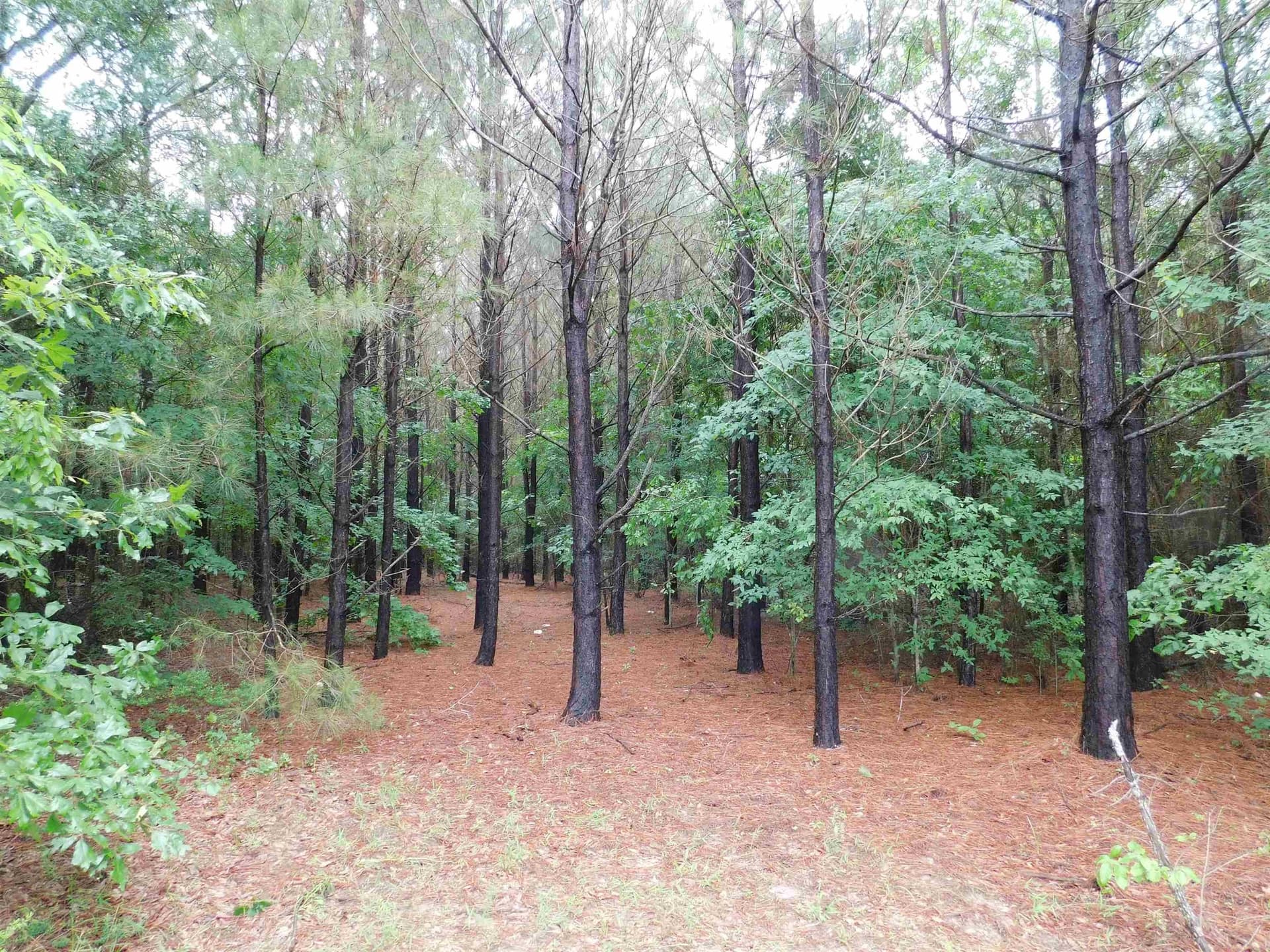 8 acres in Texas County - photo 2