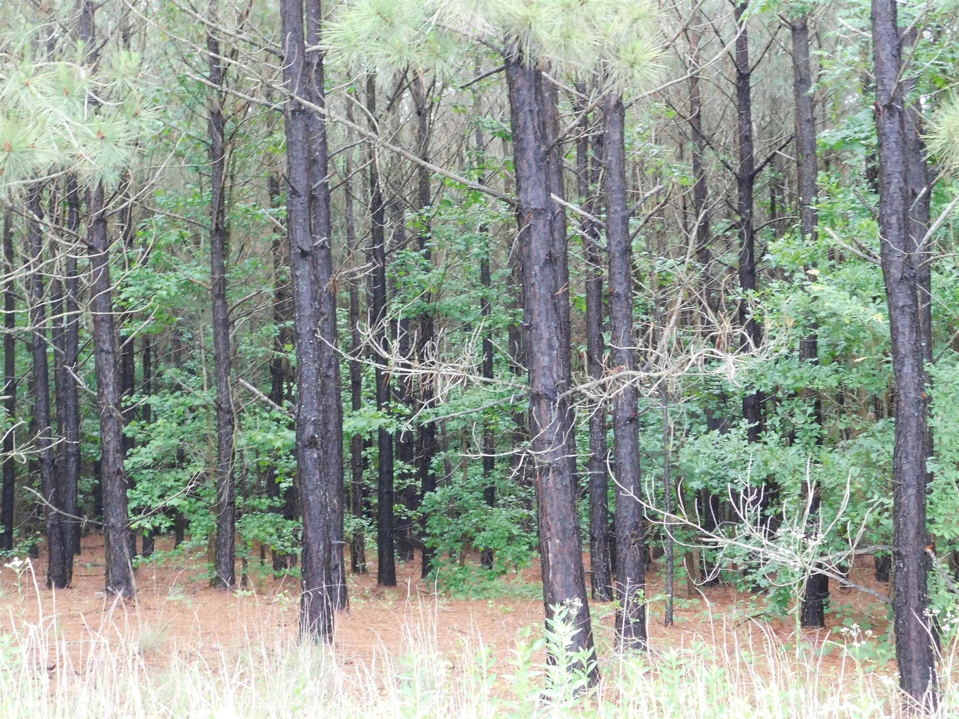 8 acres in Texas County - photo 5