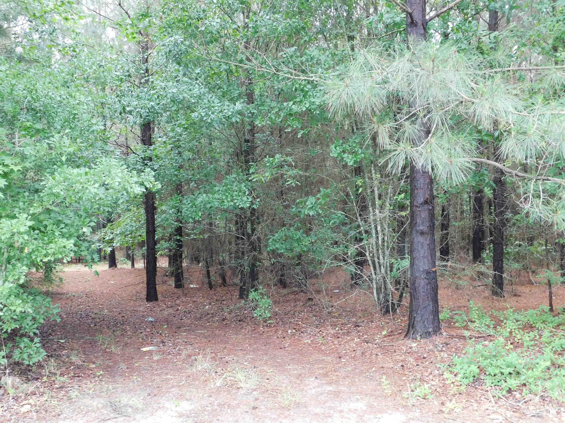 8 acres in Texas County - photo 3