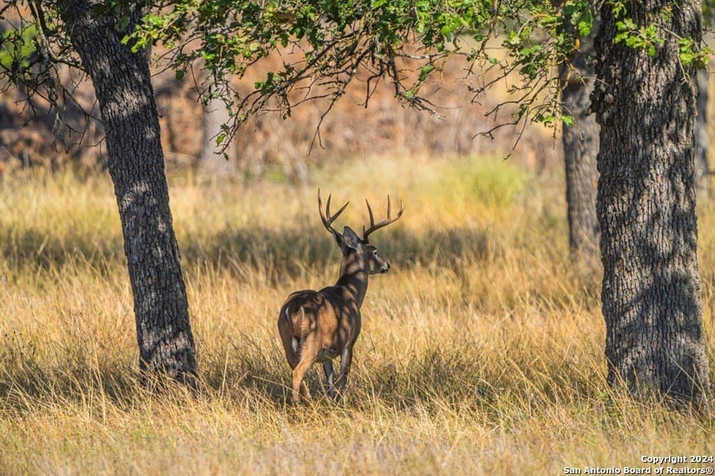 6.3 acres in Gillespie County - photo 8