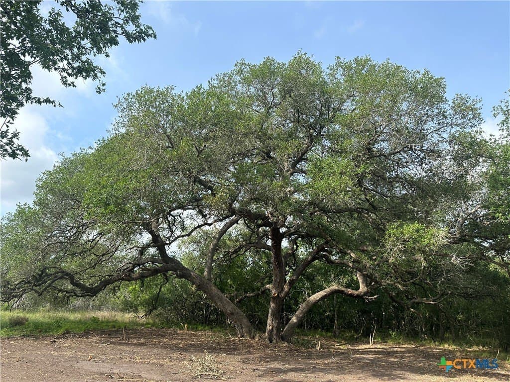 10.45 acres in Goliad County gallery image 2