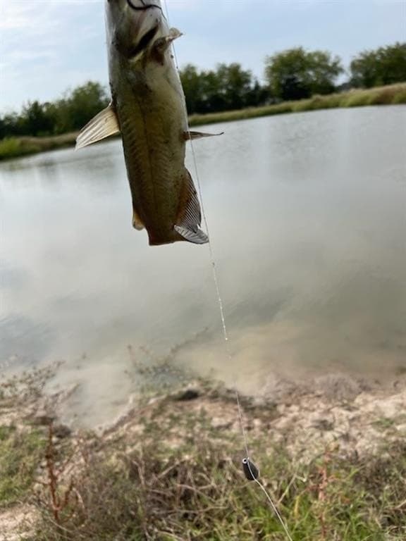 61.32 acres in Rains County gallery image 3