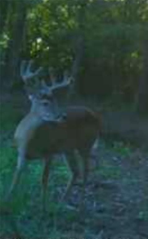 61.32 acres in Rains County featured view