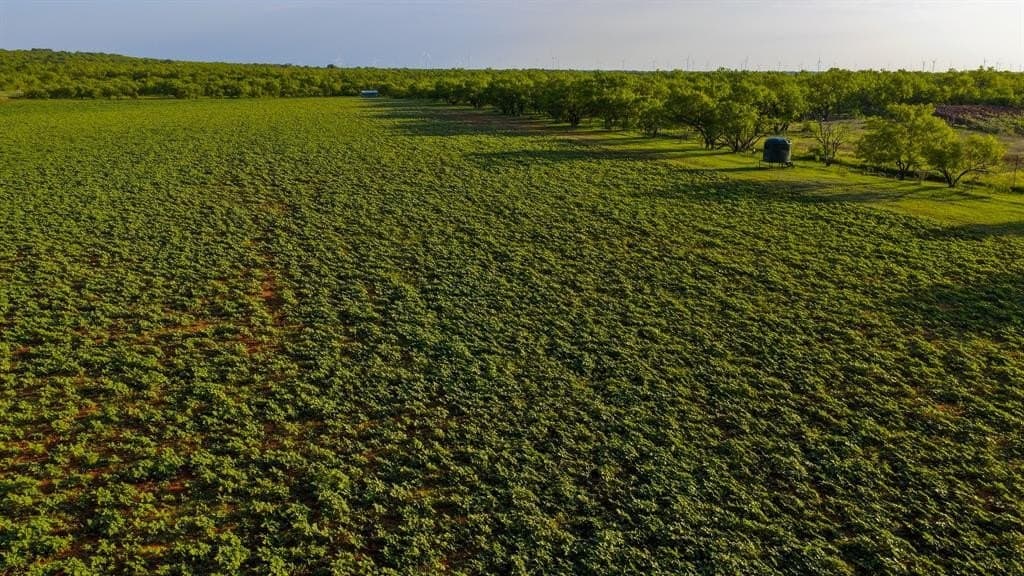 489 acres in Young County gallery image 4