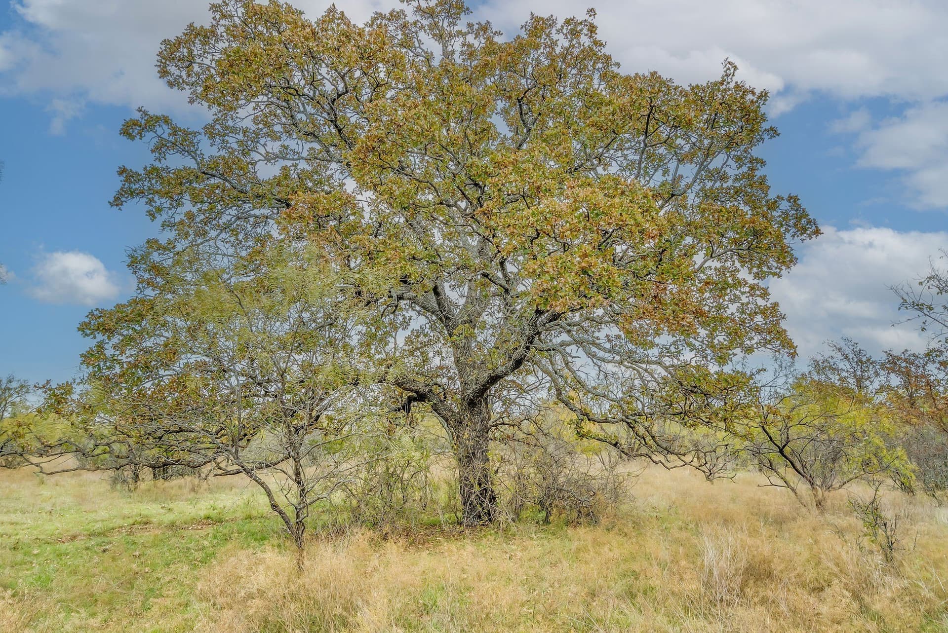 191 acres in Eastland County - photo 9