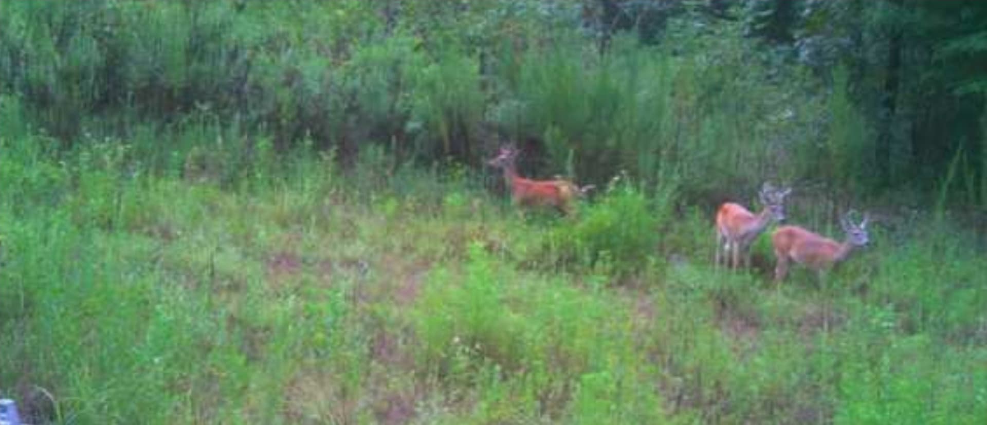 43.7 acres in Cass County - photo 31