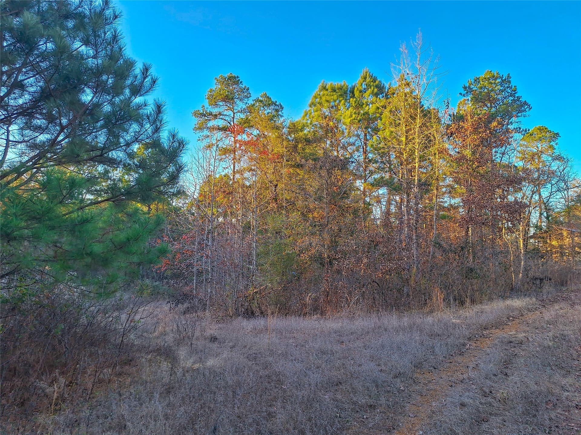 43.7 acres in Cass County - photo 13