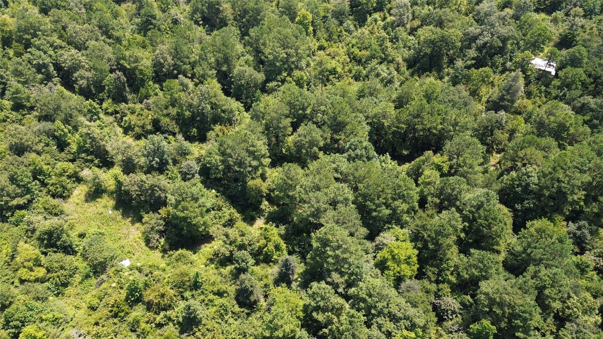 43.7 acres in Cass County - photo 7