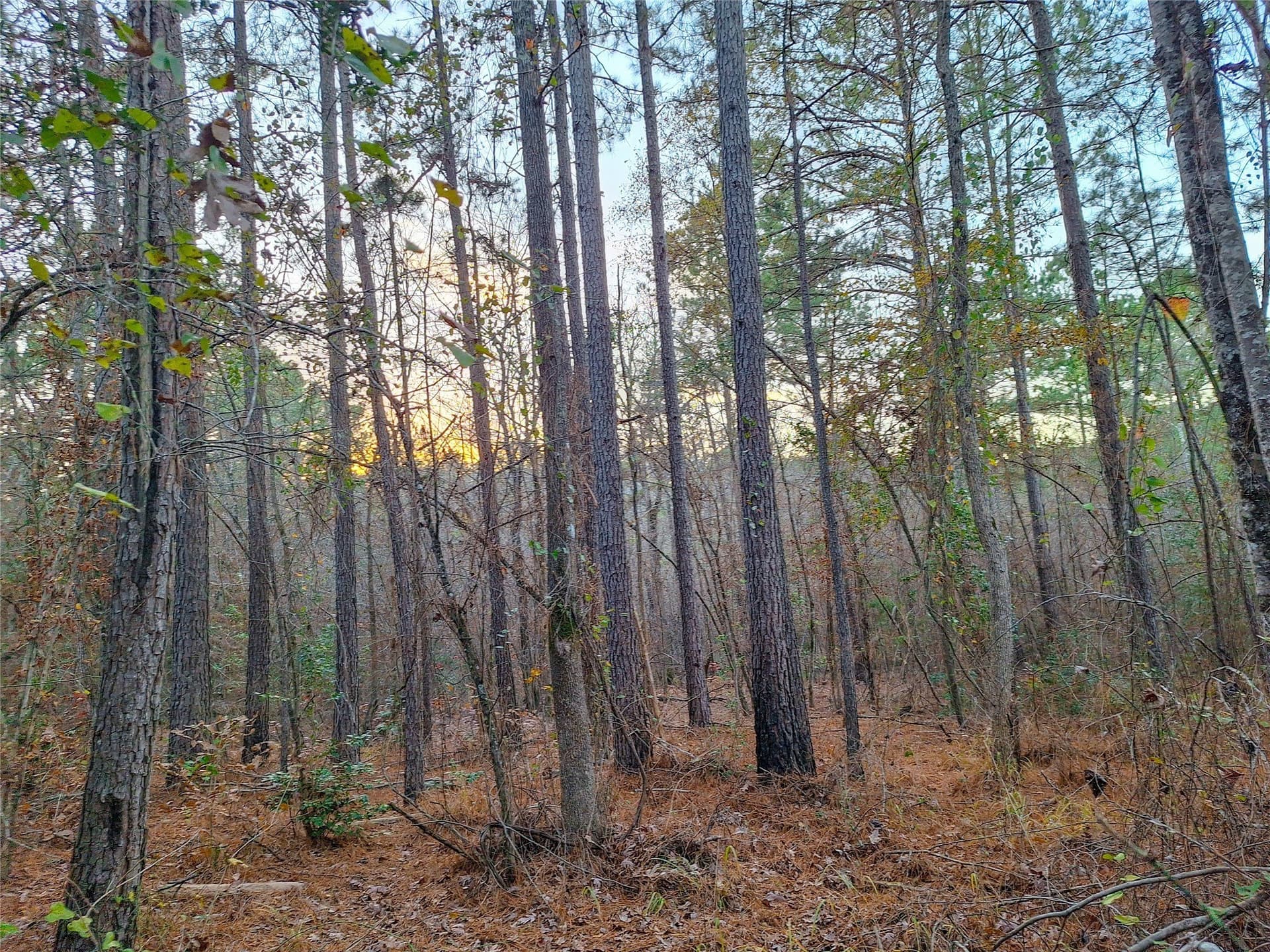 43.7 acres in Cass County - photo 38