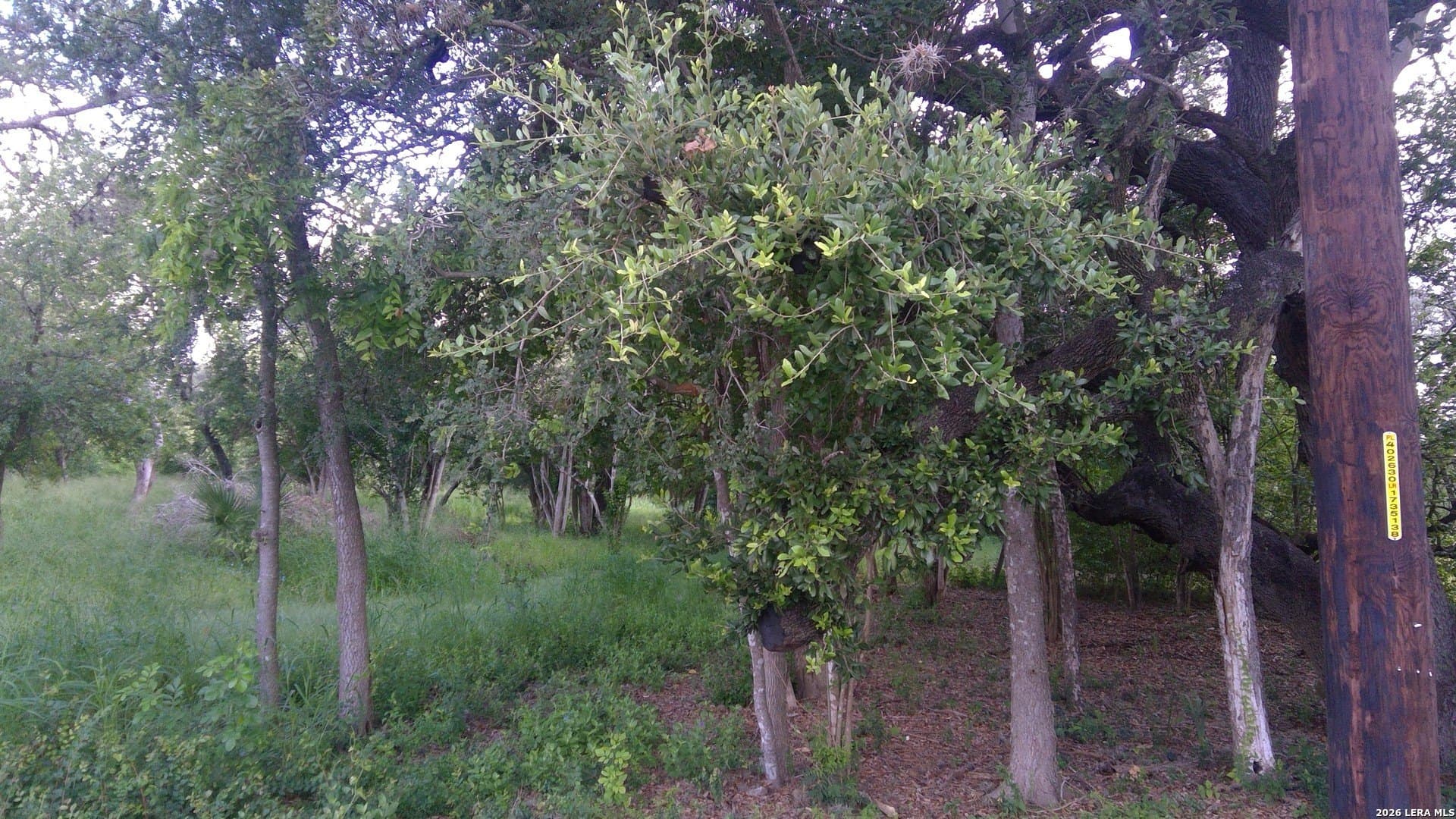 0.45 acres in Bexar County gallery image 4