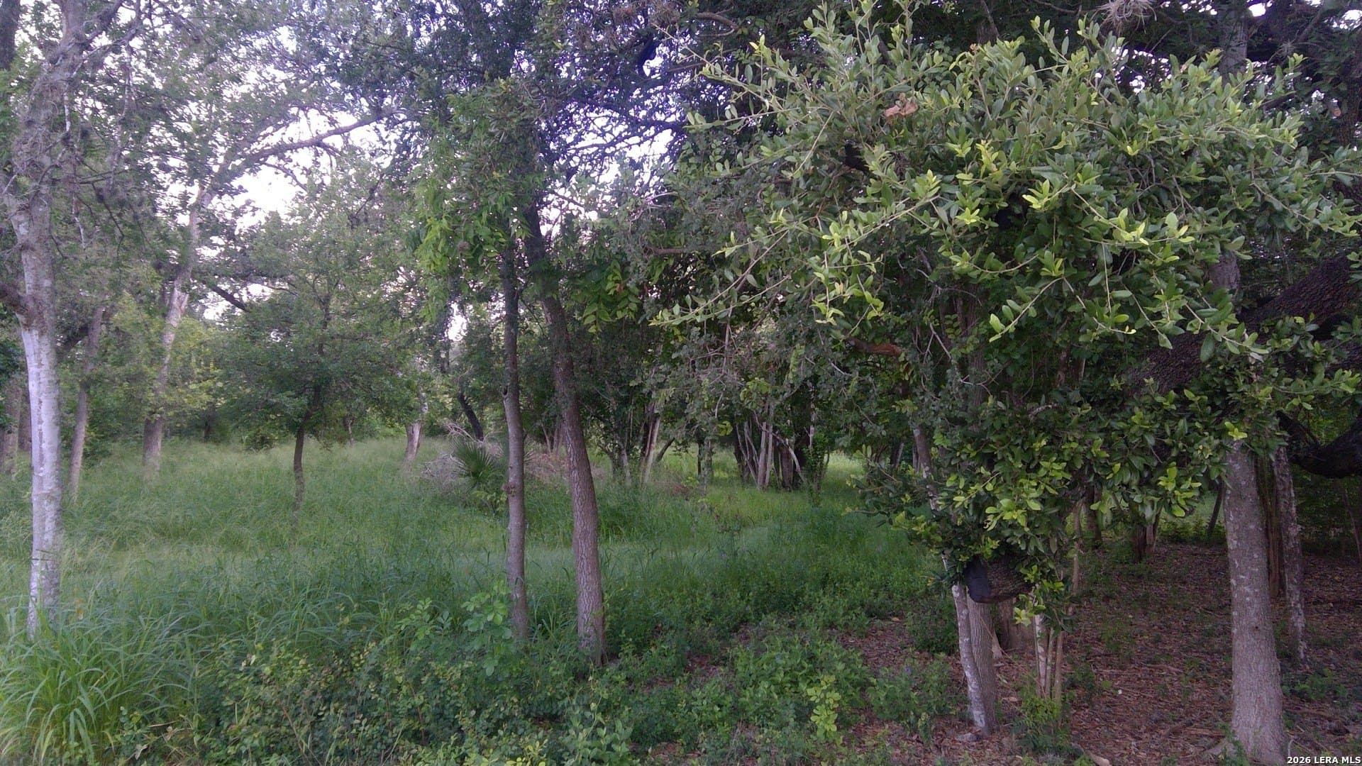 0.45 acres in Bexar County gallery image 3