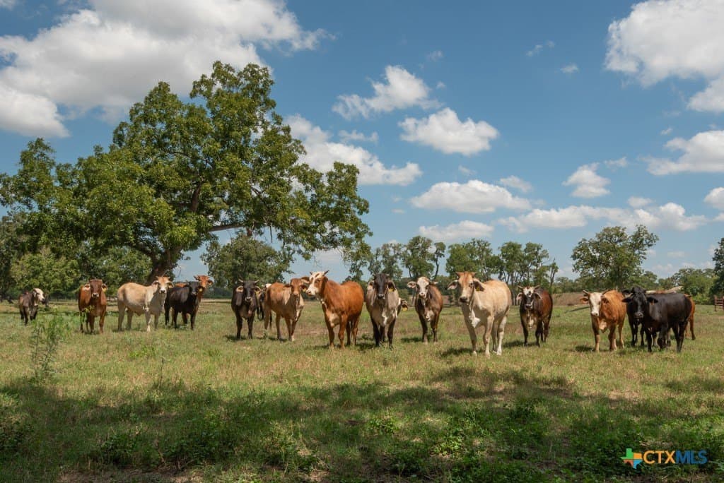100 acres in Bexar County - photo 43