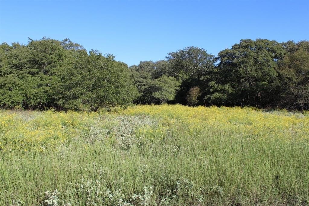 16.13 acres in Wise County gallery image 3