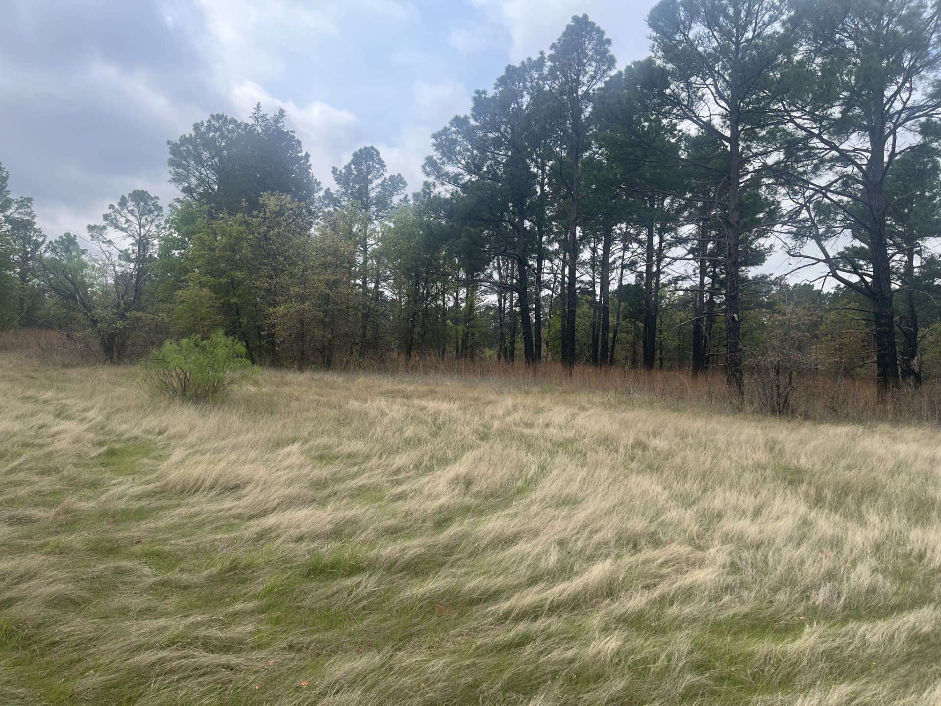 126.49 acres in Wise County - photo 9