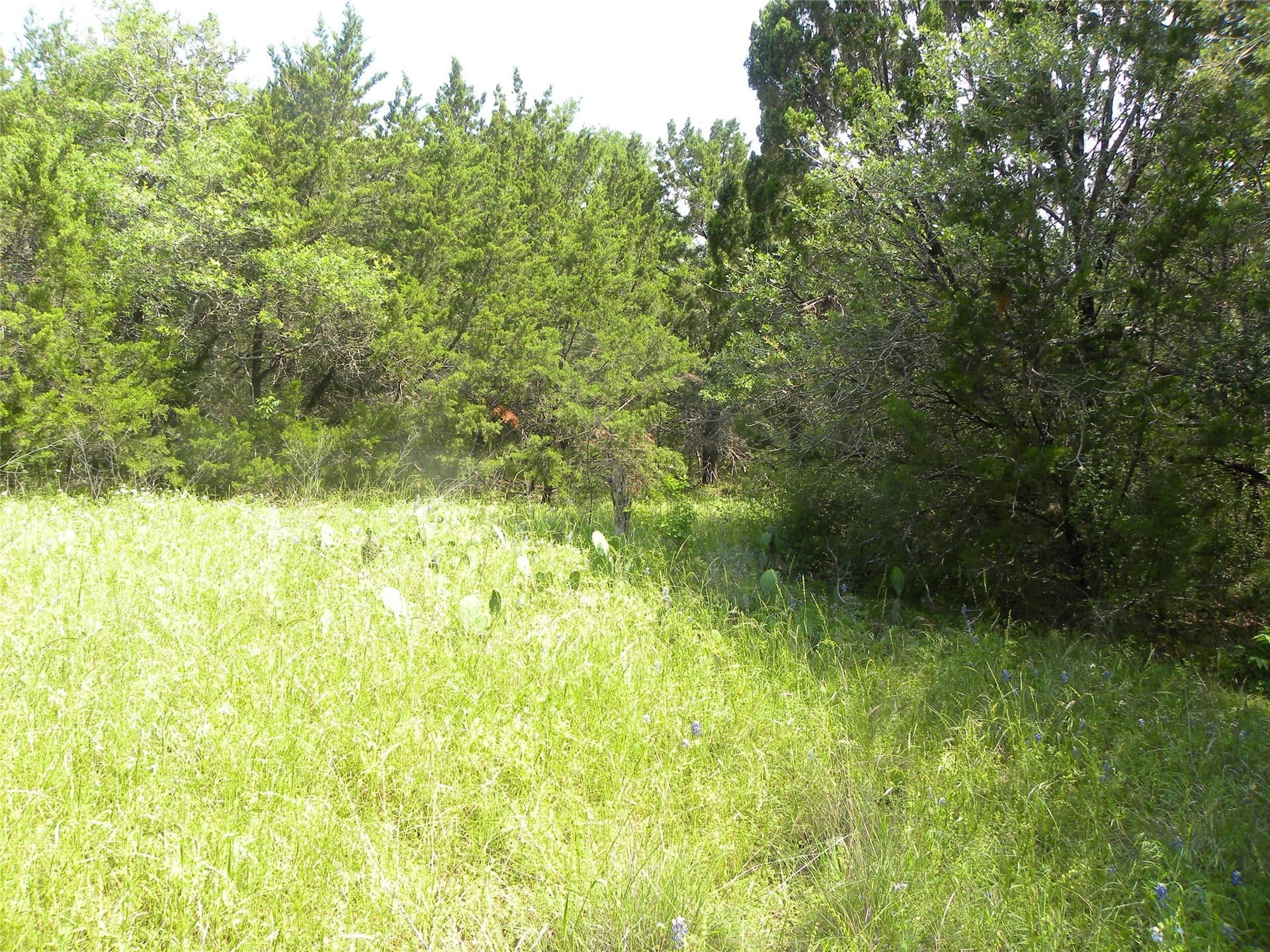 0.33 acres in Hill County - photo 6