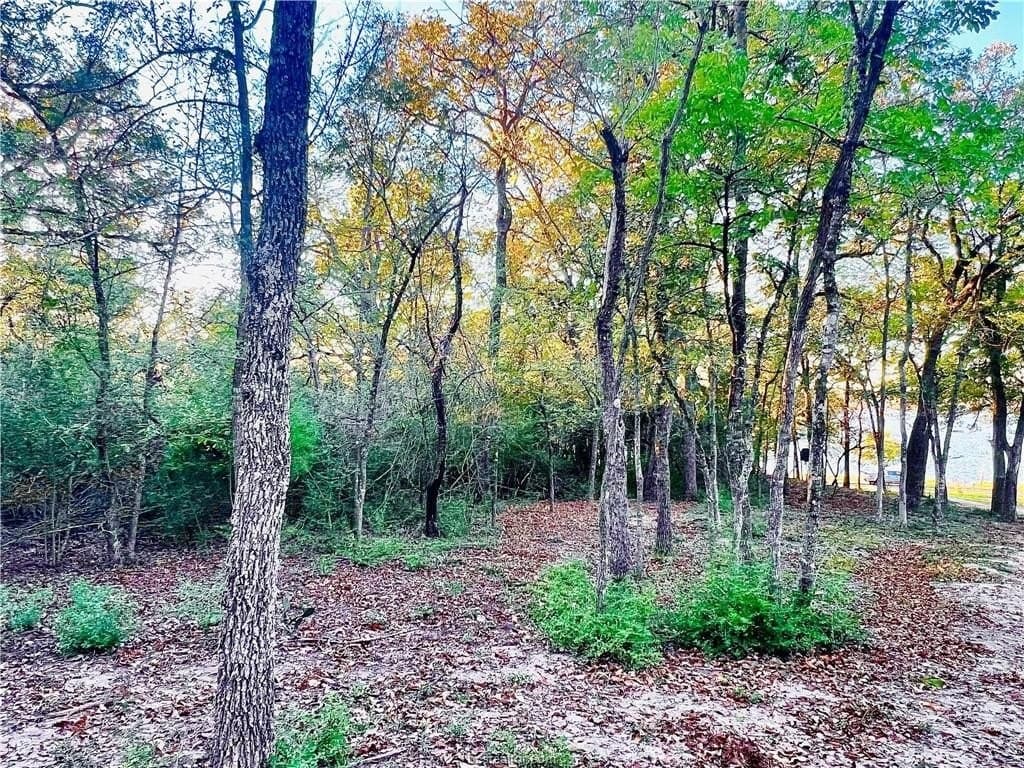 1.3 acres in Leon County gallery image 4