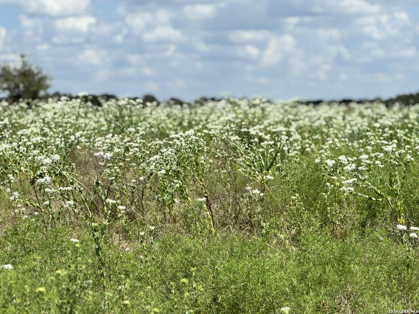 11 acres in Coryell County featured view