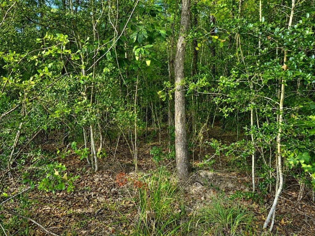 0.23 acres in Texas County - photo 4