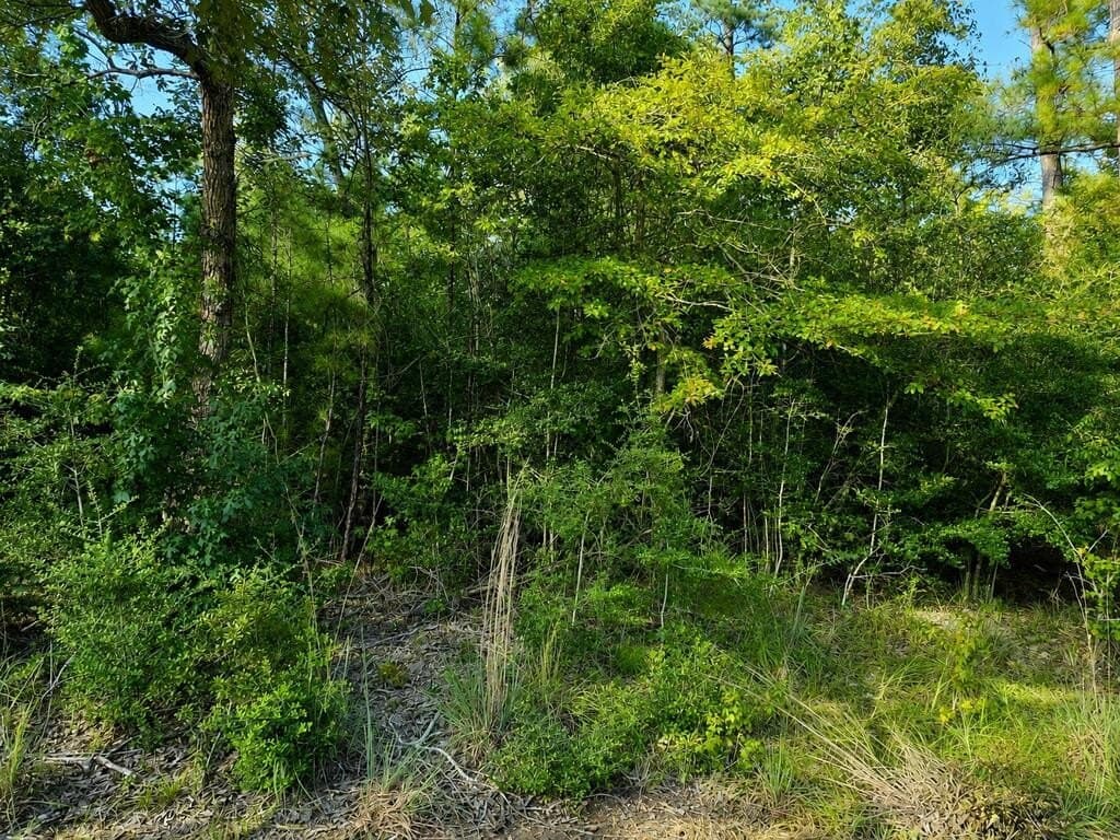 0.23 acres in Texas County - photo 14