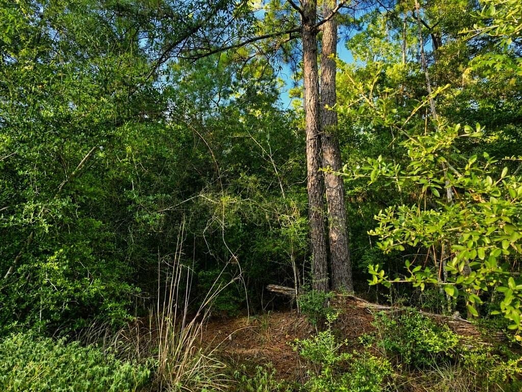 0.23 acres in Texas County - photo 2