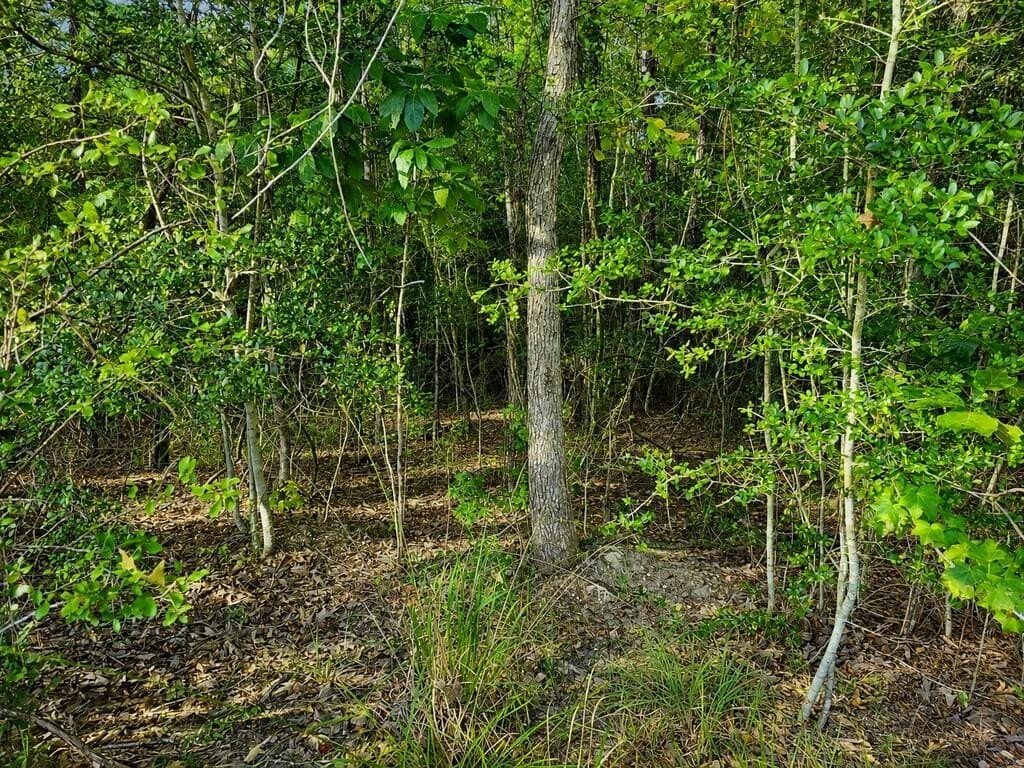 0.23 acres in Texas County - photo 19