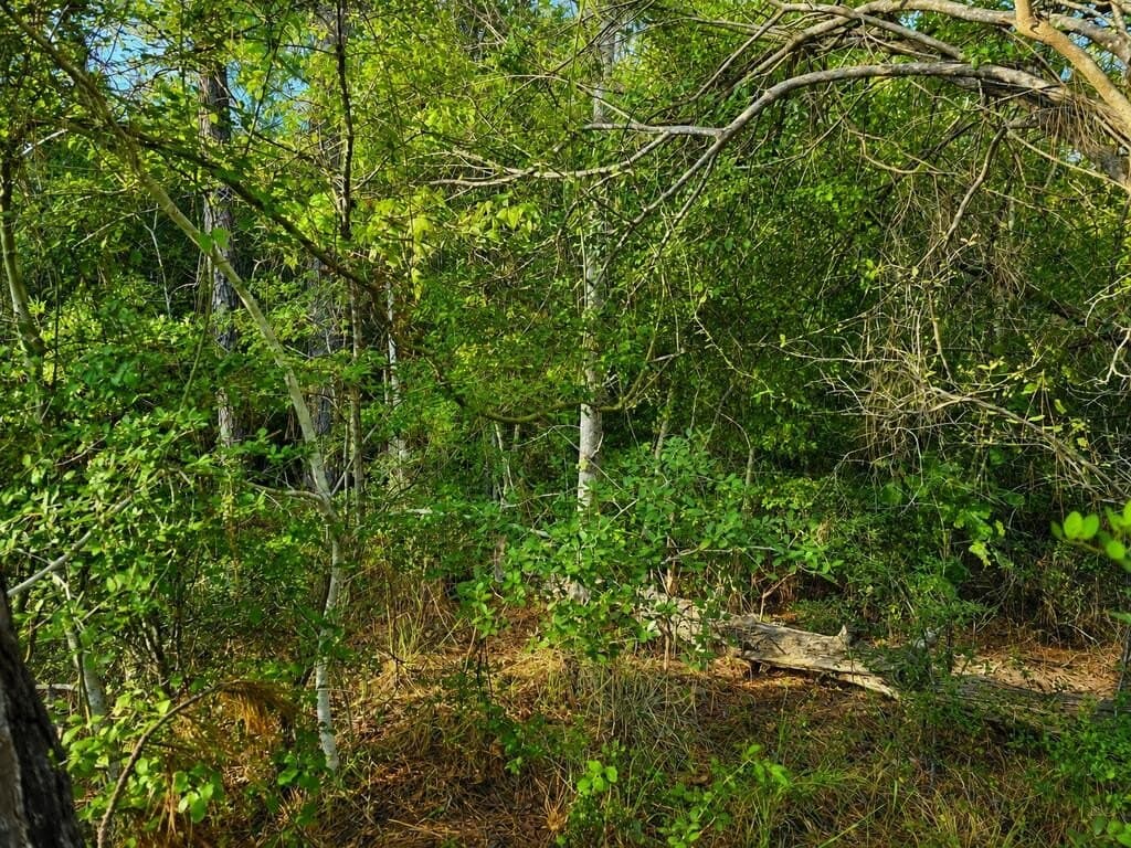 0.23 acres in Texas County - photo 17