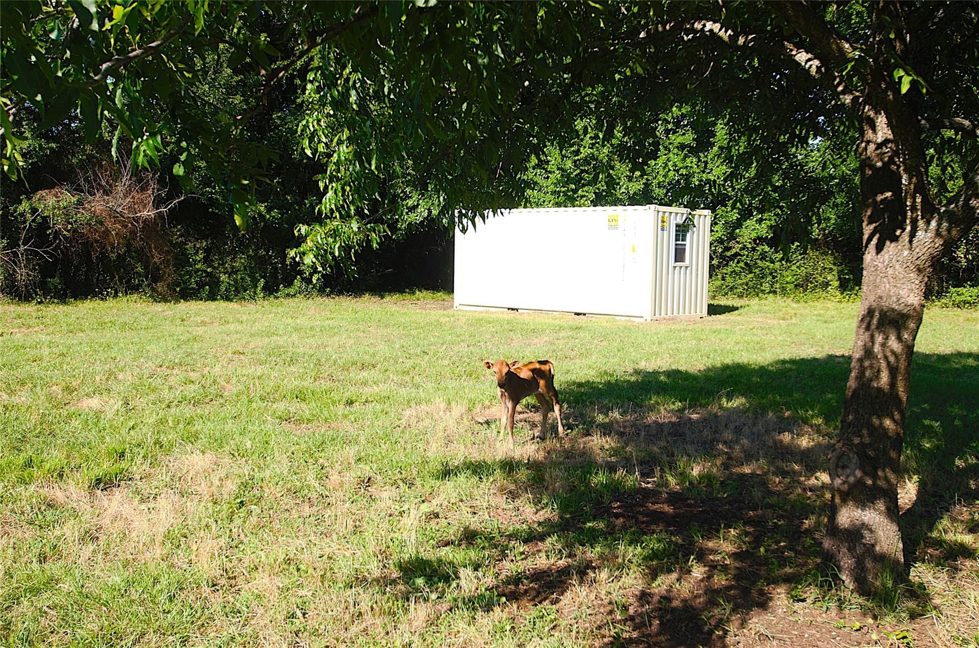 35.51 acres in Grayson County - photo 21