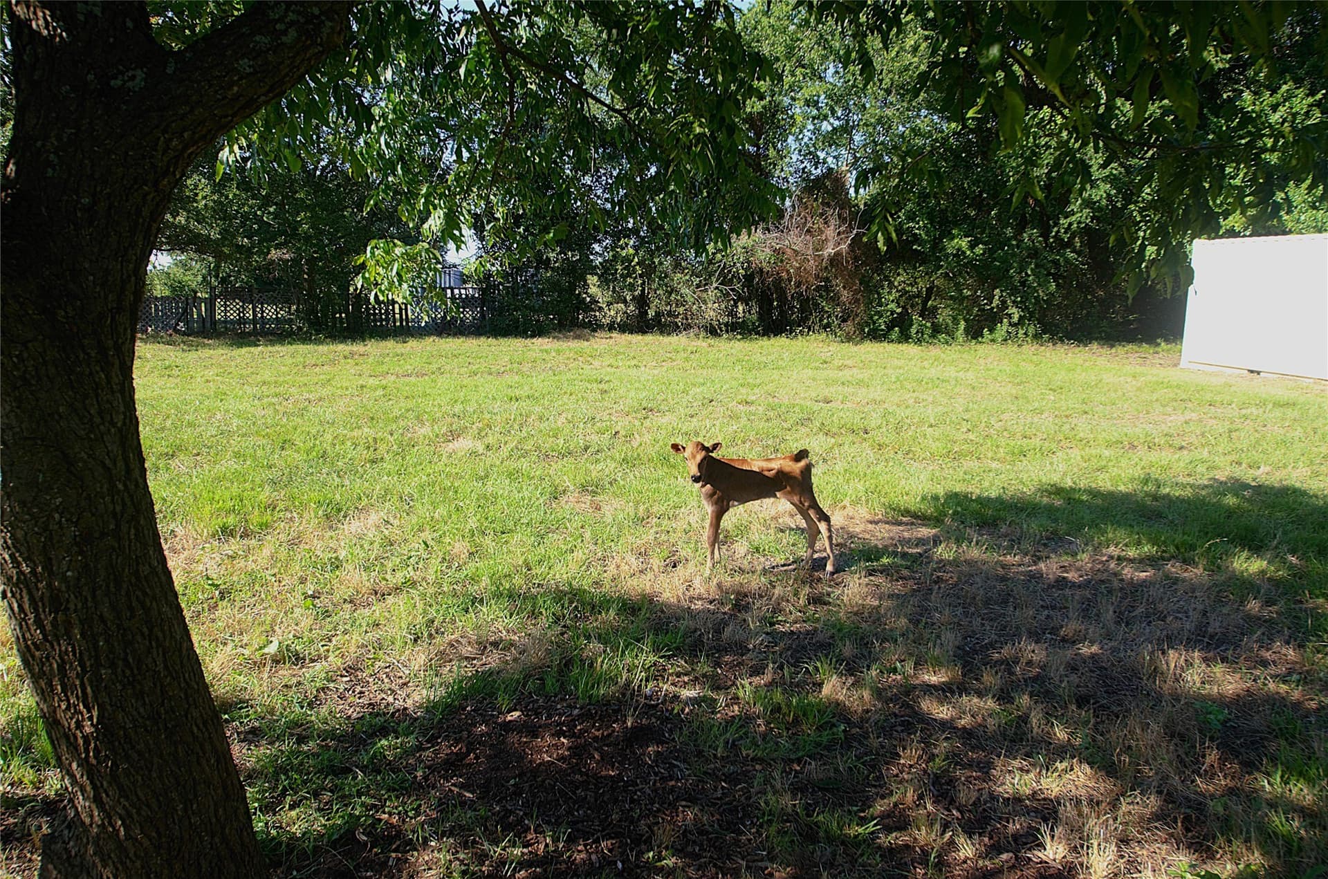 35.51 acres in Grayson County - photo 22