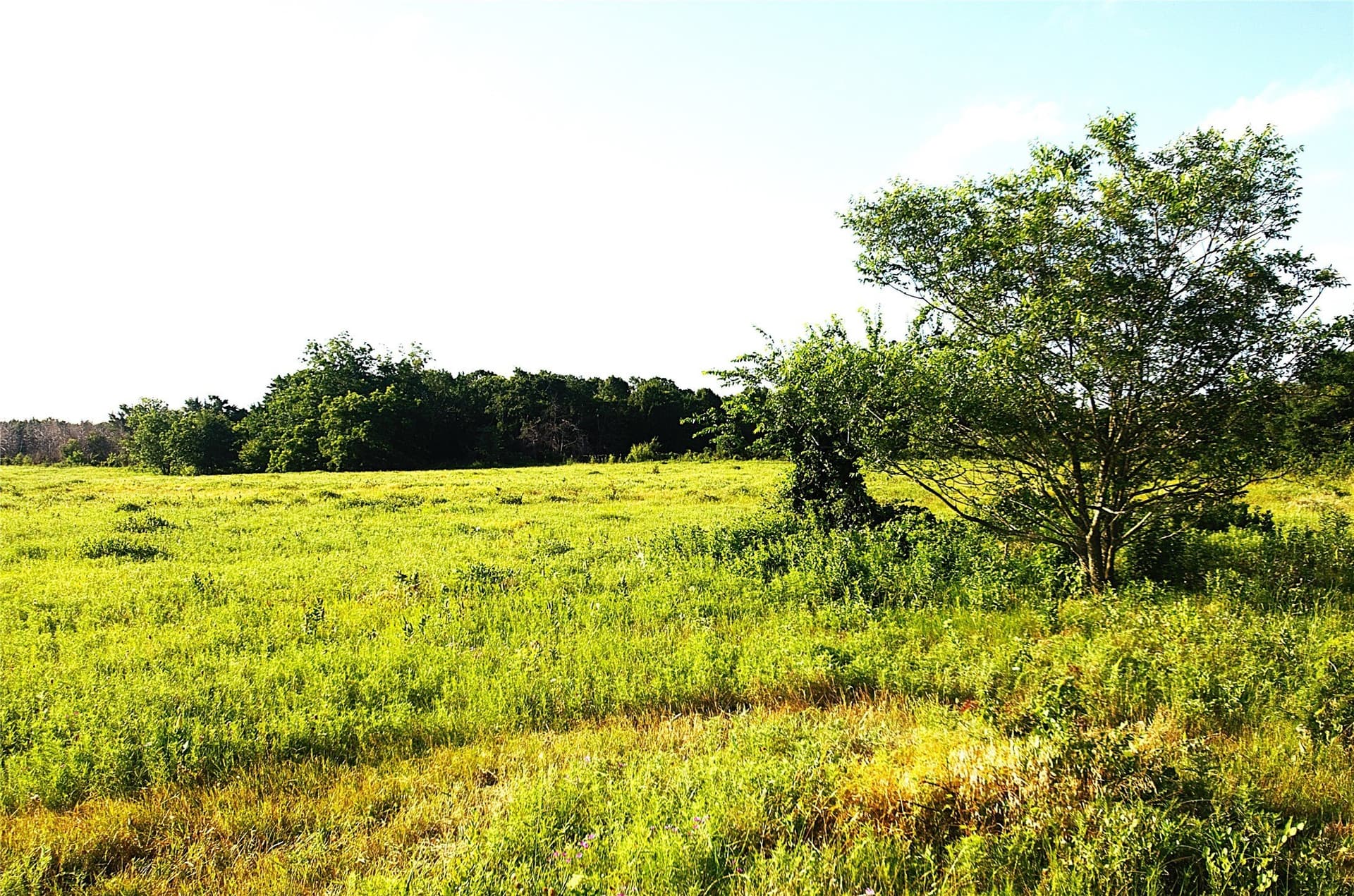 35.51 acres in Grayson County - photo 8