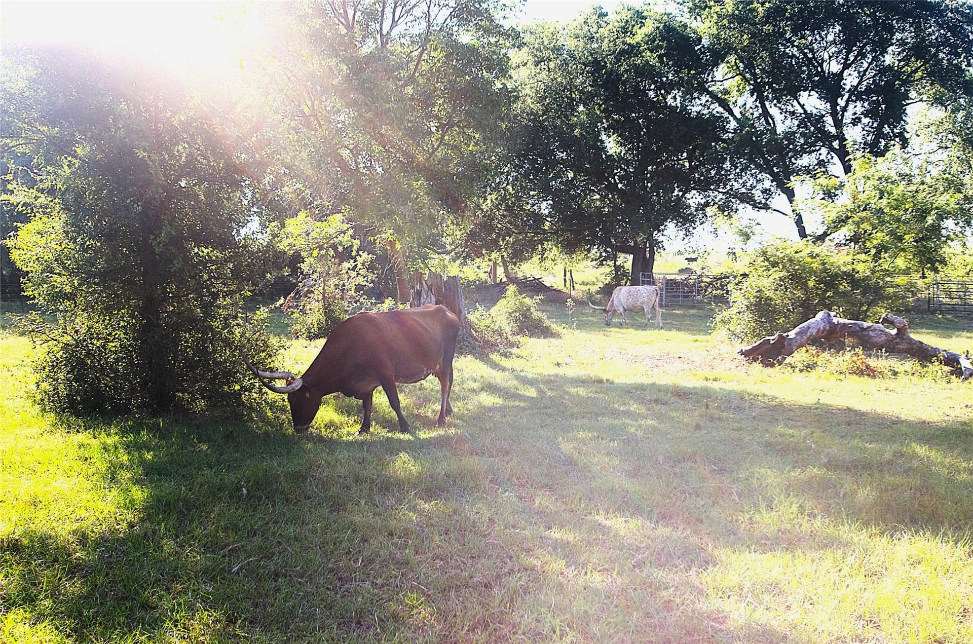 35.51 acres in Grayson County - photo 19