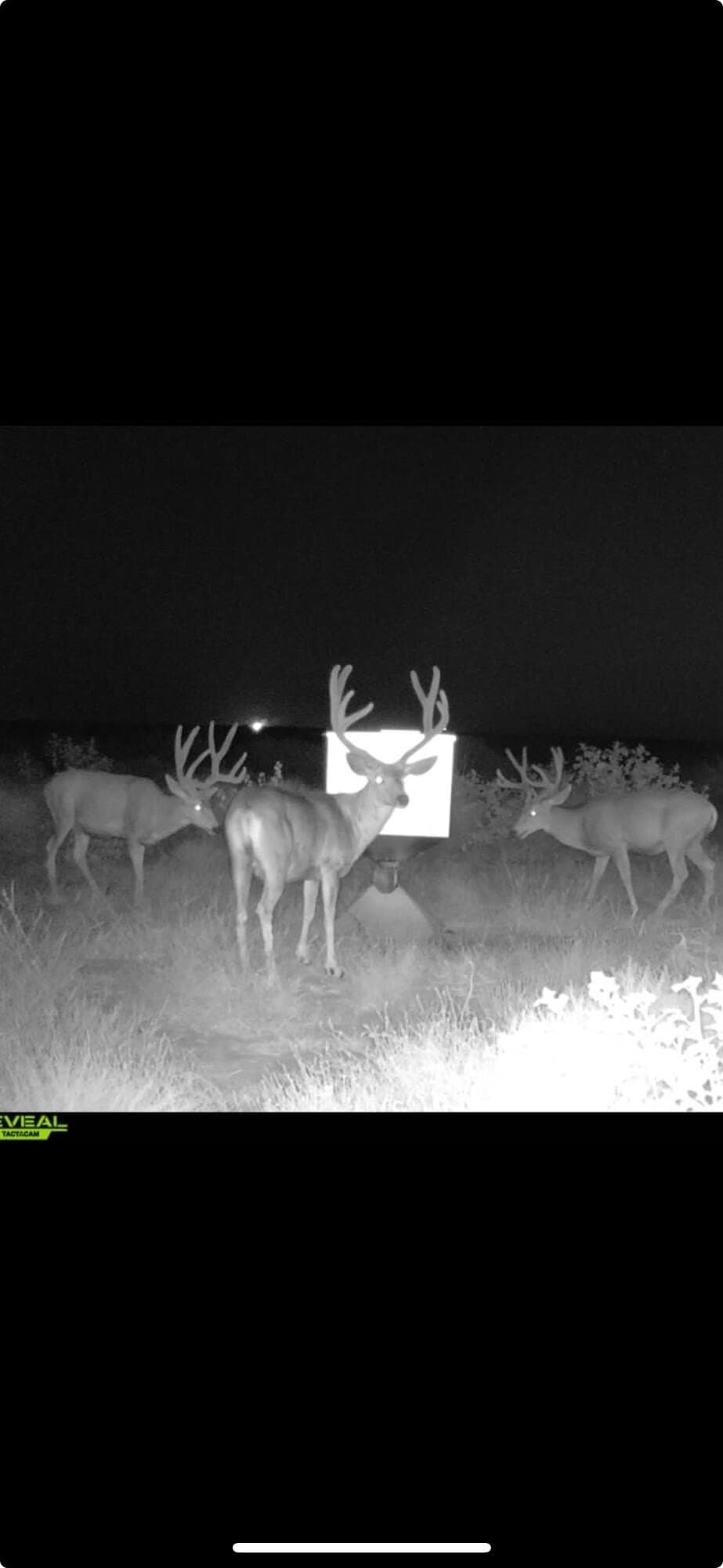 1,300 acres in Cochran County gallery image 2