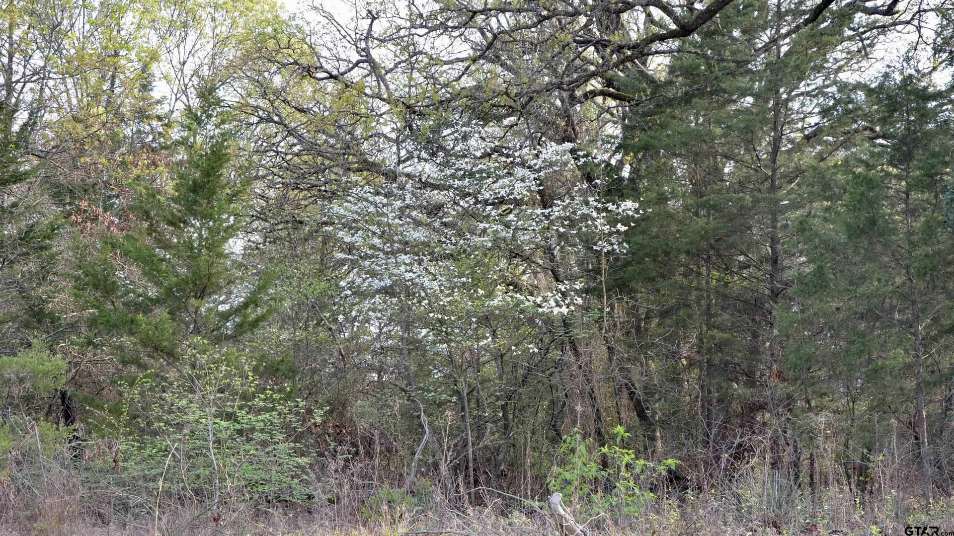 0.5 acres in Wood County - photo 7