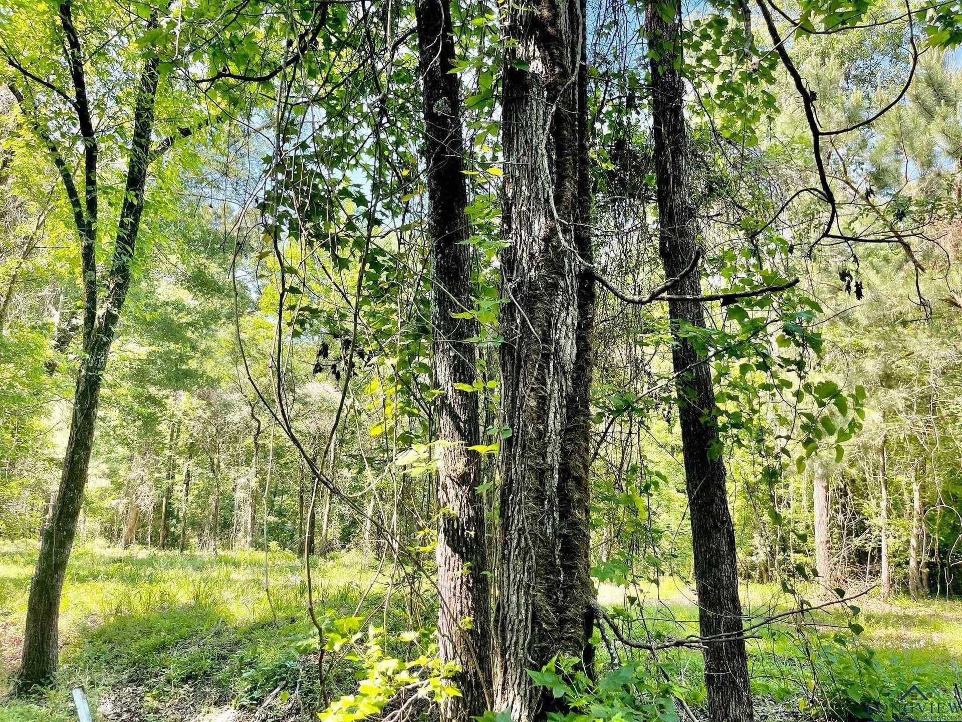 2.77 acres in Marion County featured view