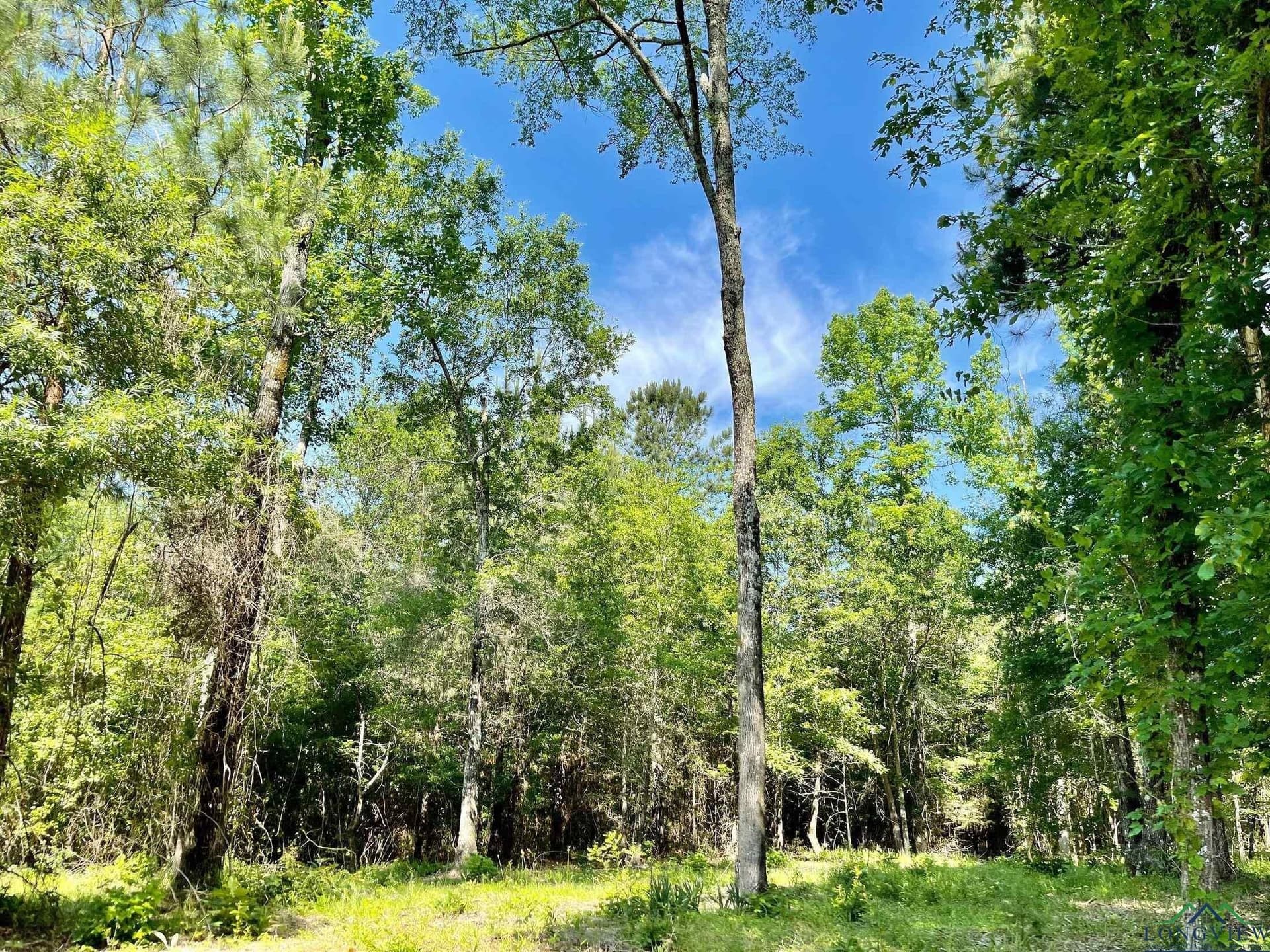 2.77 acres in Marion County gallery image 4