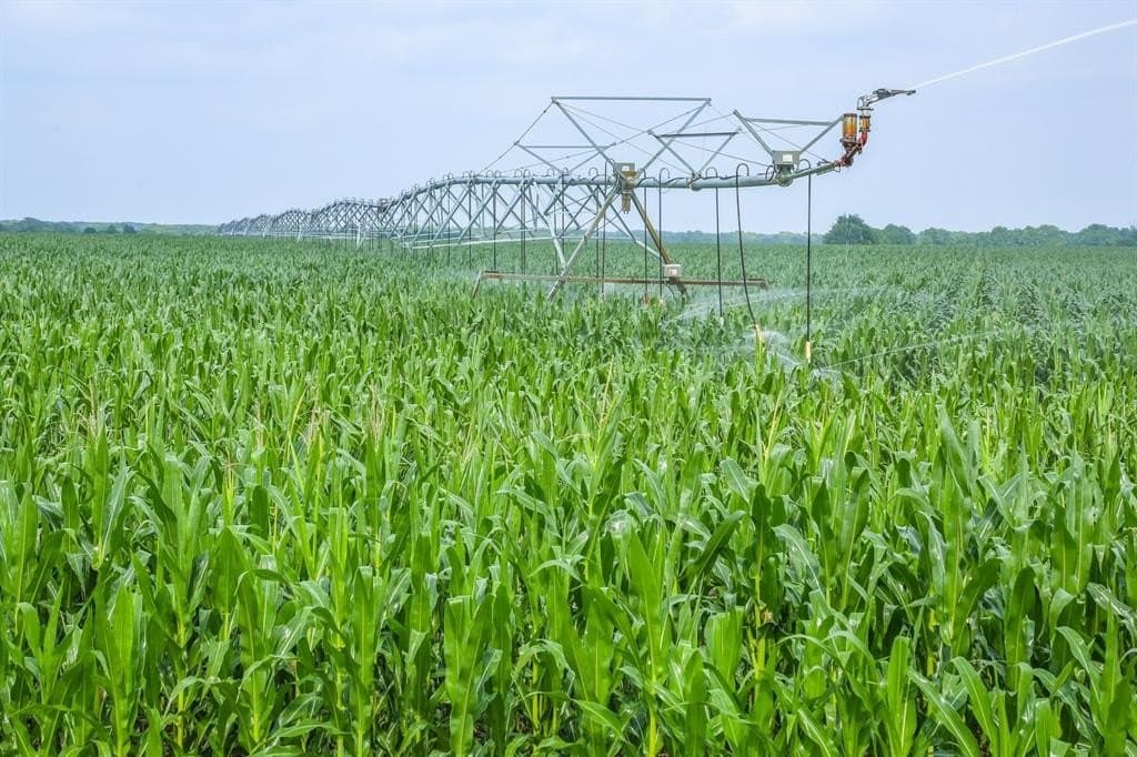 2,125 acres in Lamar County gallery image 2