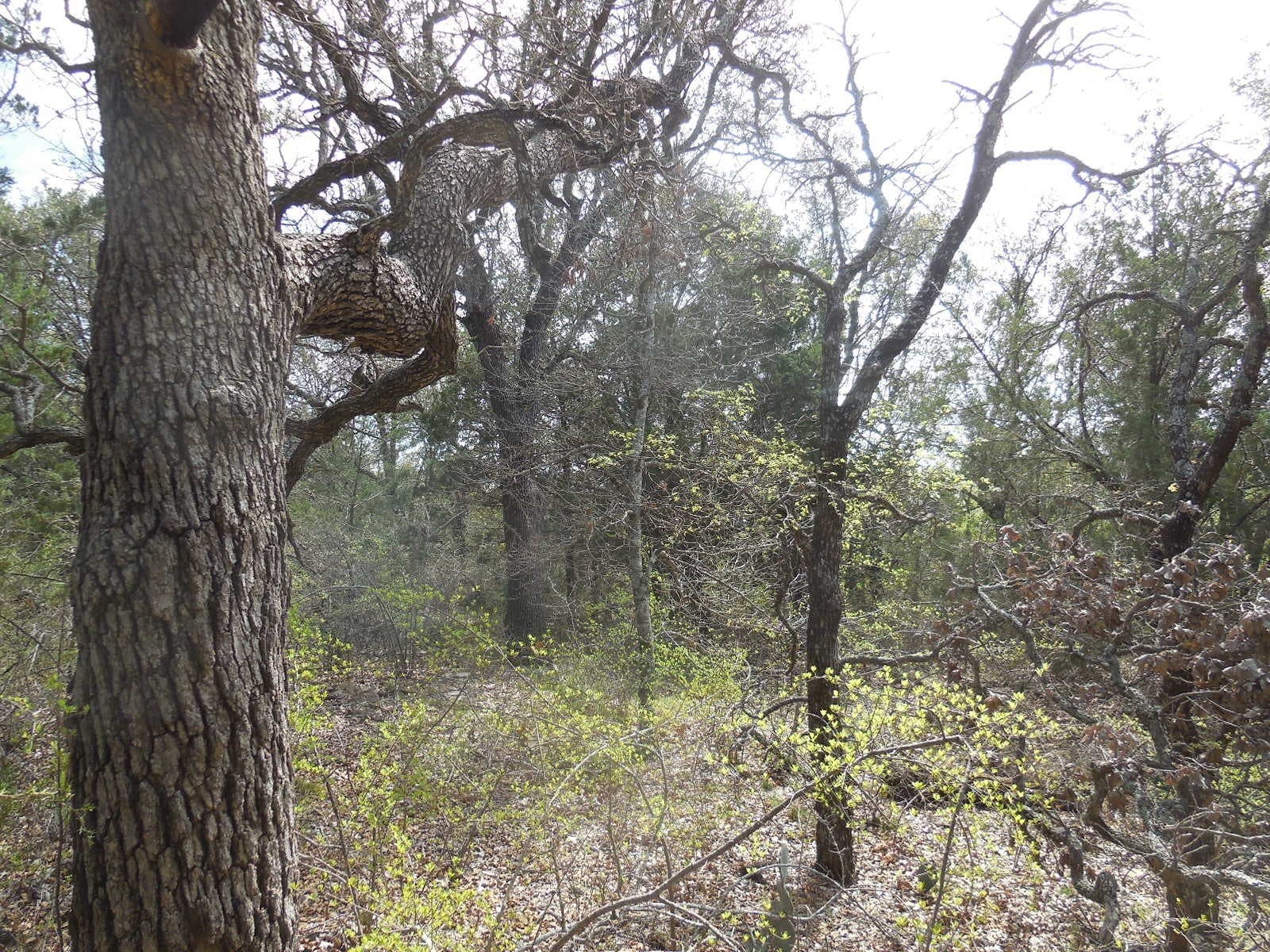 1.04 acres in Eastland County - photo 6