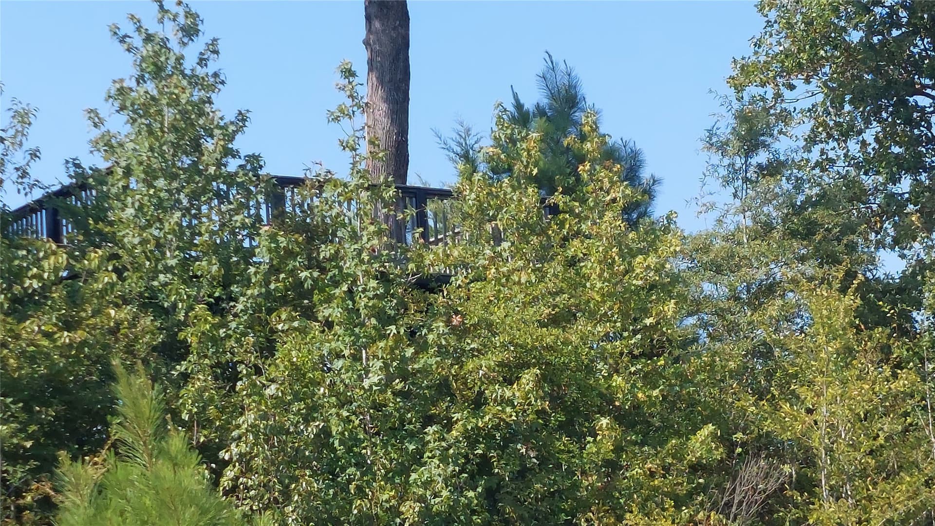 92.35 acres in Bowie County - photo 10