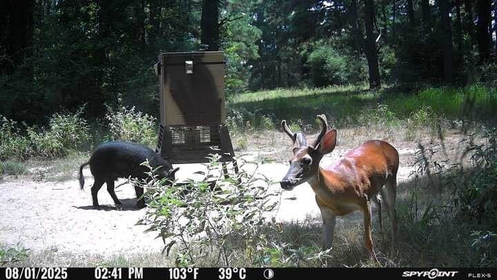 25.74 acres in Freestone County - photo 14