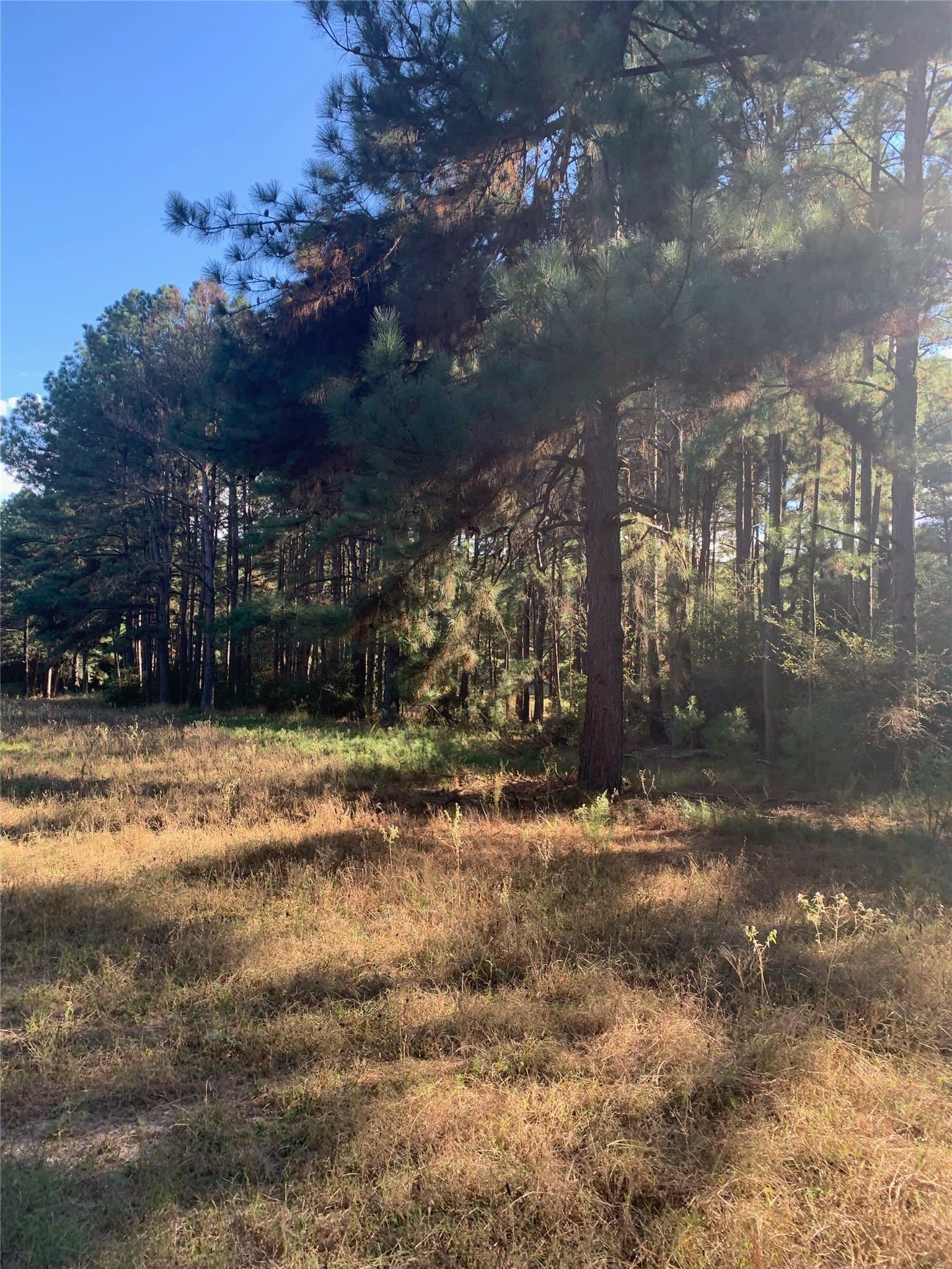 25.74 acres in Freestone County - photo 34