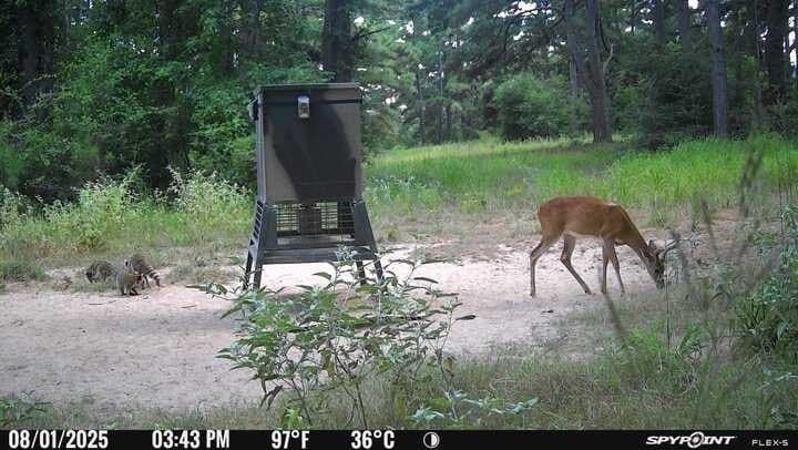 25.74 acres in Freestone County gallery image 4