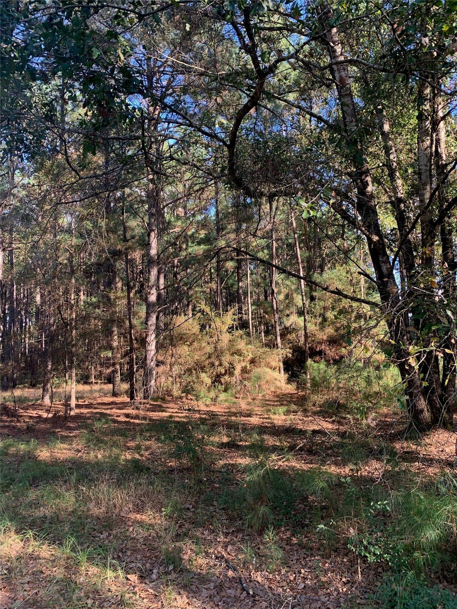 25.74 acres in Freestone County - photo 39