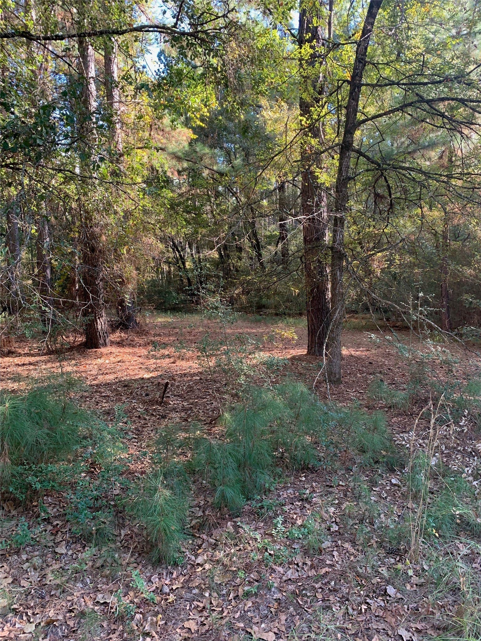 25.74 acres in Freestone County - photo 37