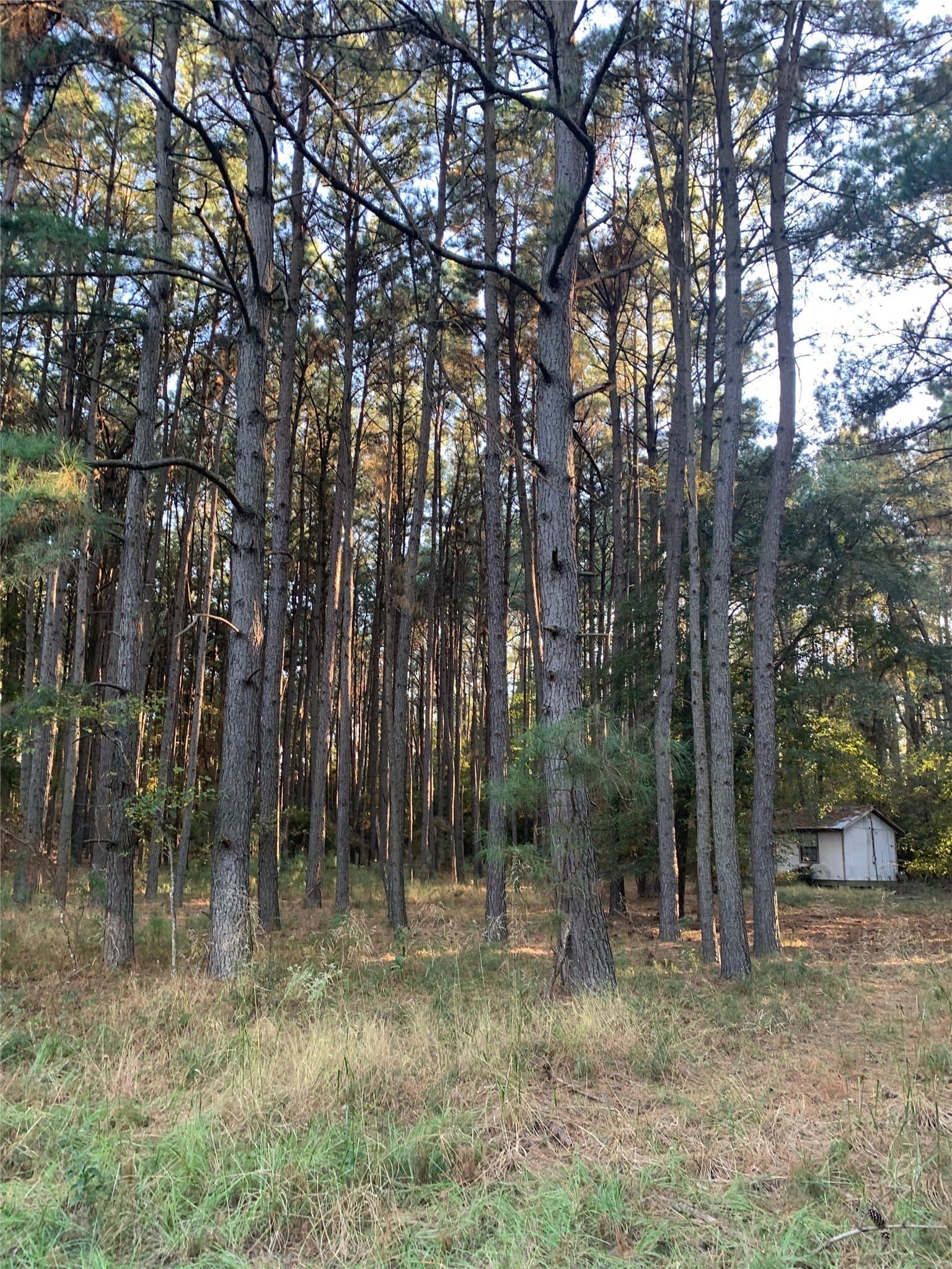 25.74 acres in Freestone County - photo 28