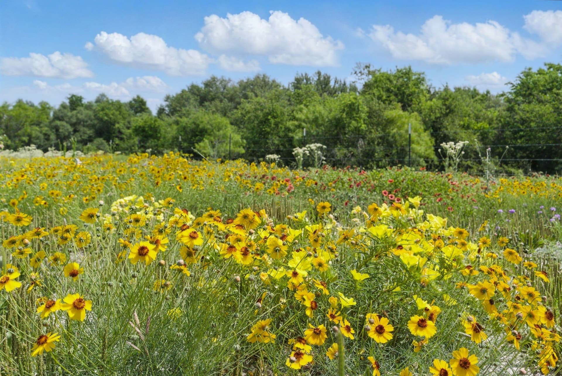 21.67 acres in Comanche County gallery image 4