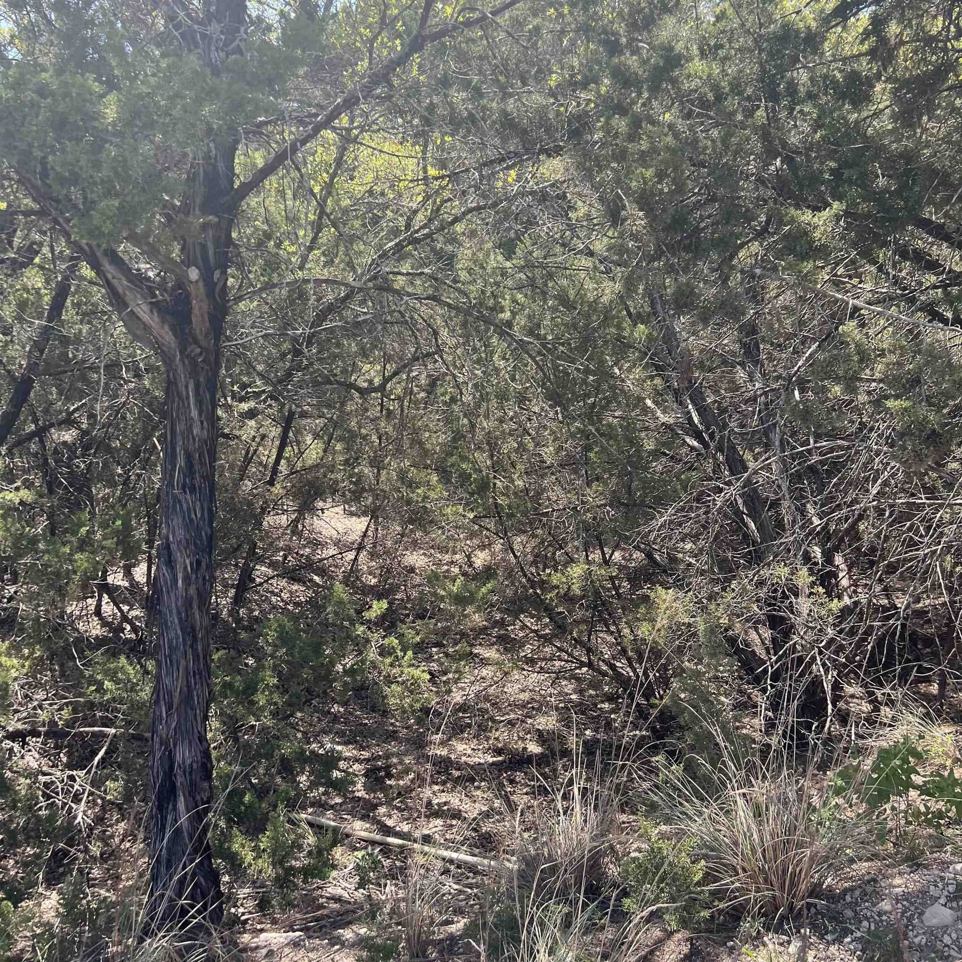 0.38 acres in Travis County gallery image 2