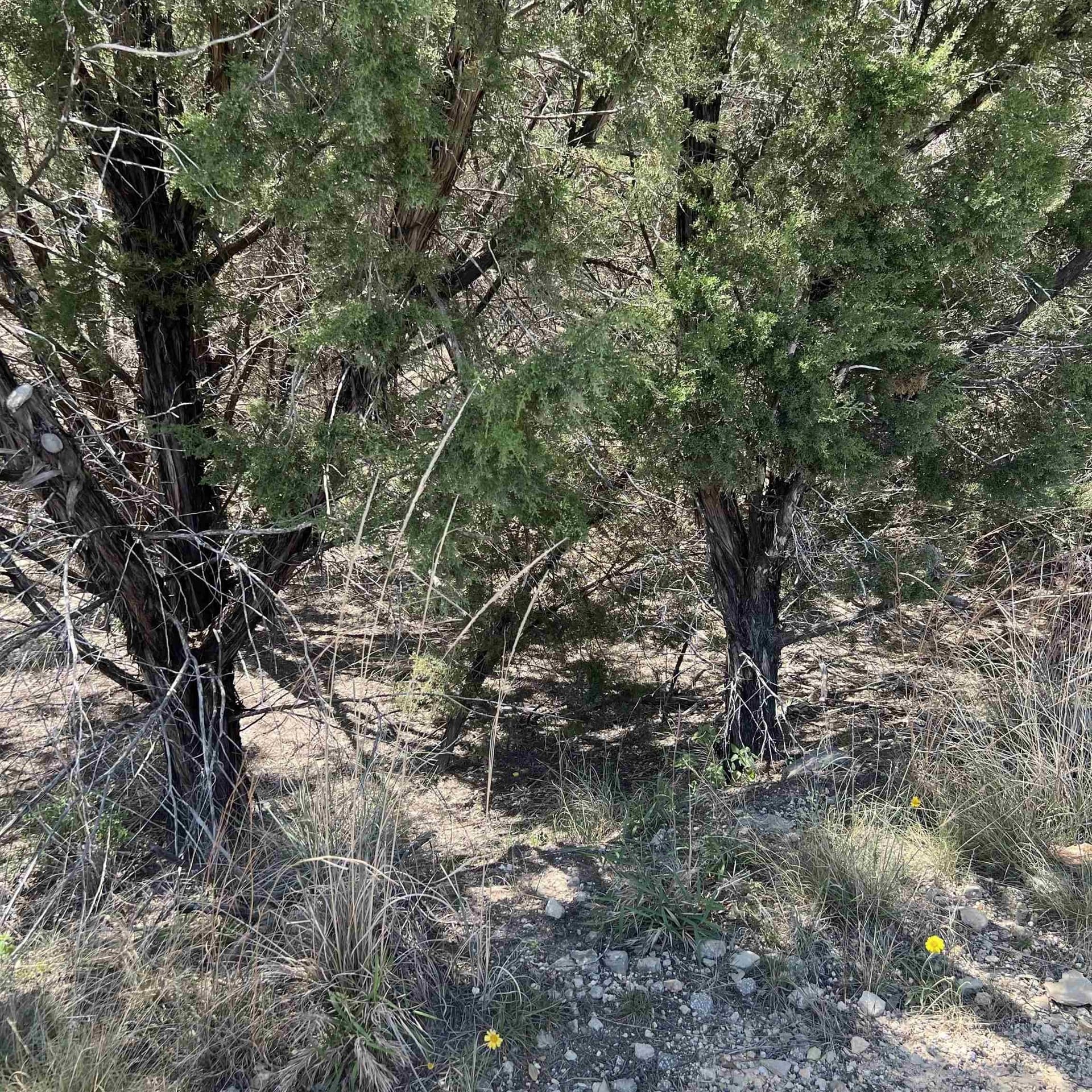 0.38 acres in Travis County gallery image 3